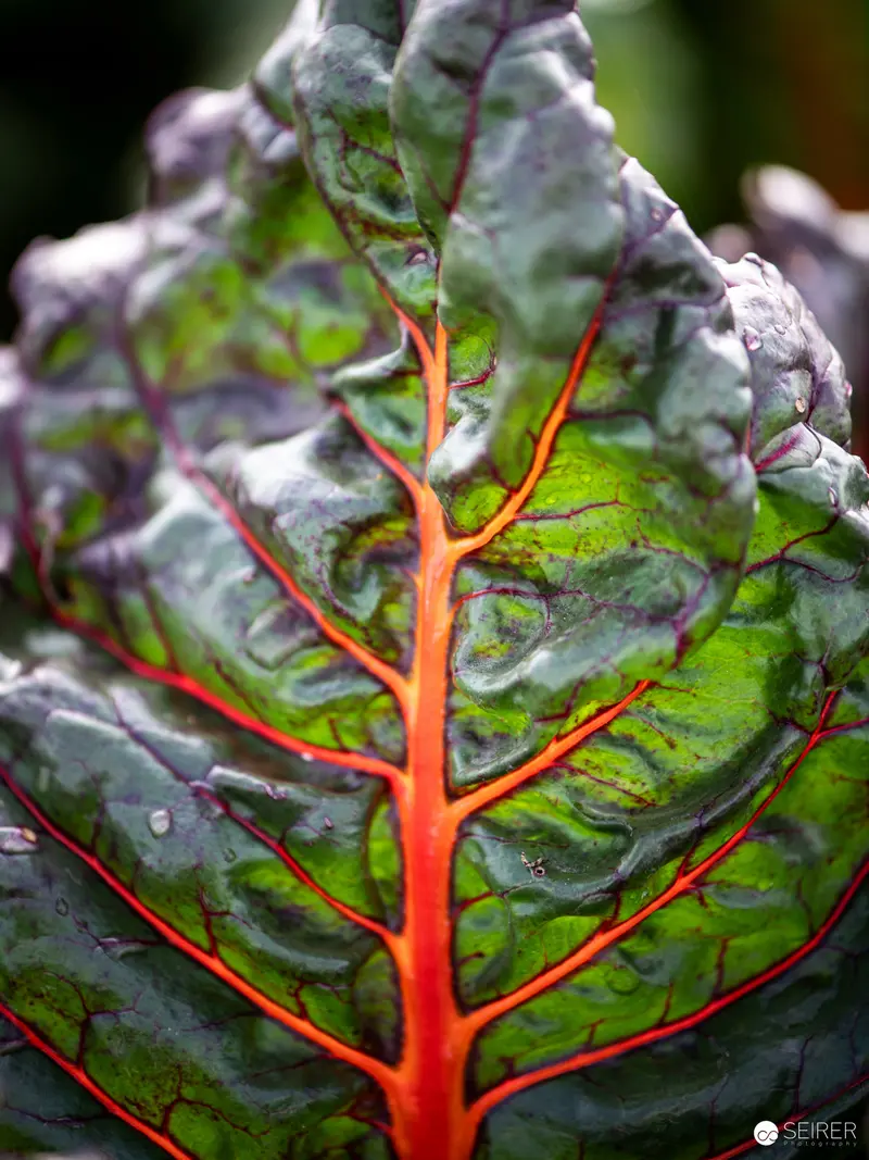 Vibrant Swiss Chard Leaf Revealing Intricate Venation and Cellular Structure