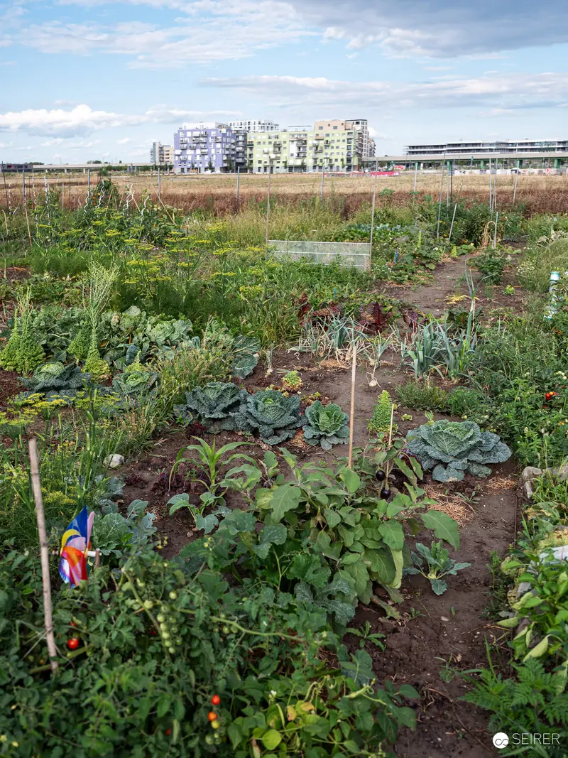 Urban Community Garden with Vegetable Plots and Apartment Buildings in Background