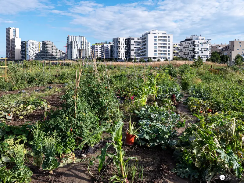 Urban Agriculture: Community Garden Amid Modern Residential Architecture