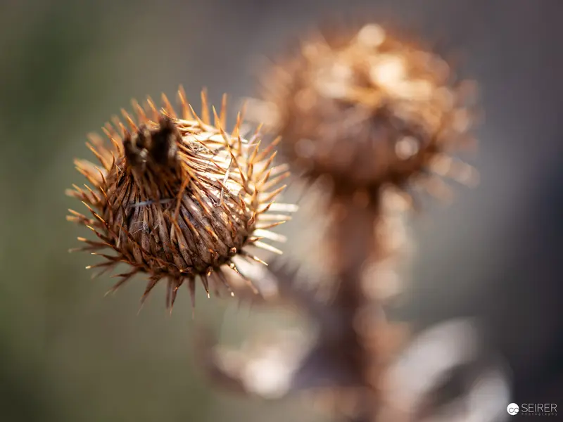 Dried Burdock Seed Heads in Macro Photography: Botanical Spikes