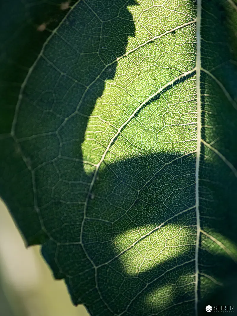 Macro Botanical Study: Leaf Texture and Light Gradient in Verdant Tones
