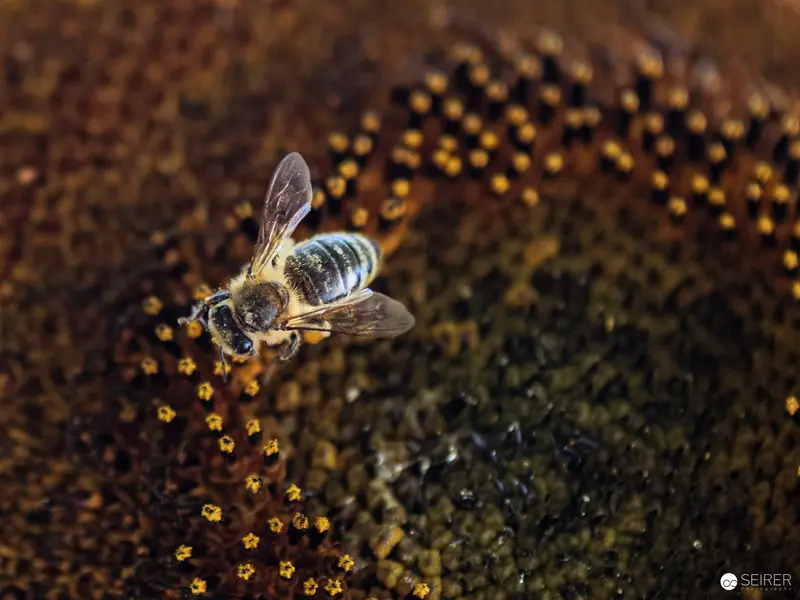 Honeybee Collecting Pollen on Sunflower Disk in Macro Photography