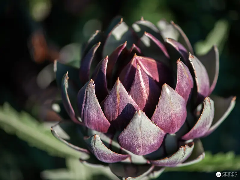 Artichoke Blossom in Dramatic Close-Up with Purple and Green Tones
