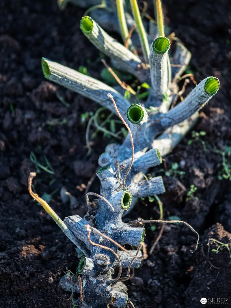 Budding Plant Tendrils Emerging from Frost-Encrusted Root System