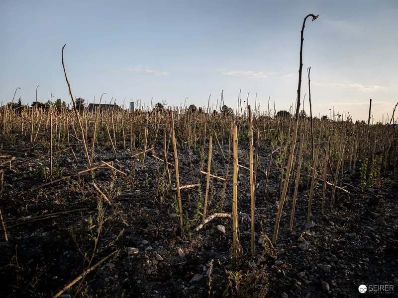 Scorched Earth: Remnants of Burned Agricultural Landscape