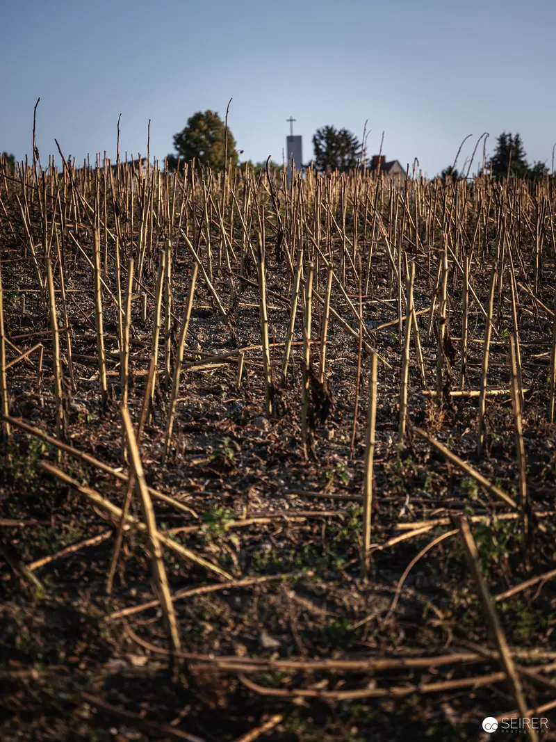 Sunflower Field Aftermath: Dried Stalks in Rural Landscape with Tower
