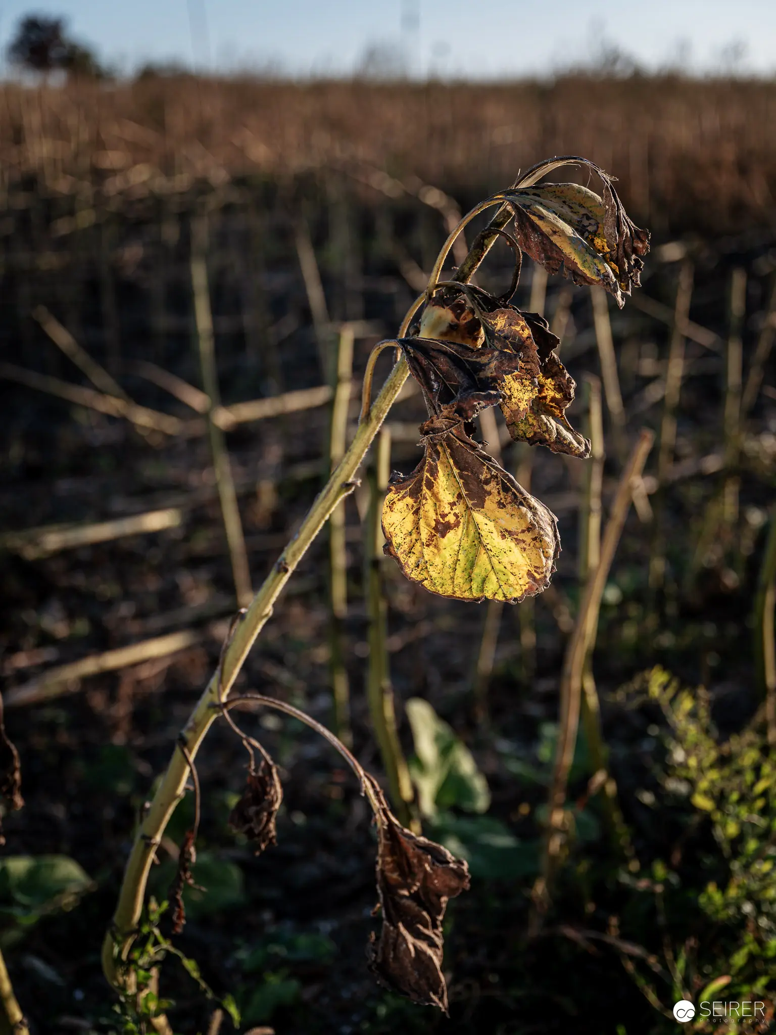 Withered Sunflower Leaf Illuminated in Autumnal Agricultural Landscape