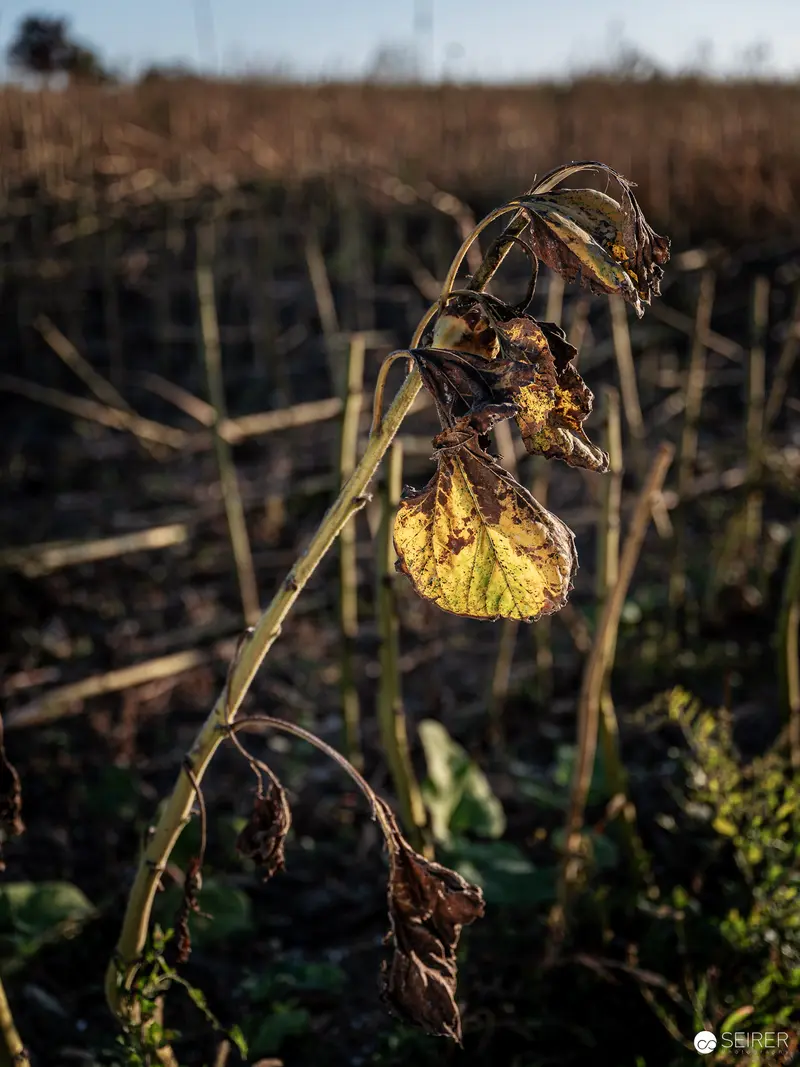 Sonnenblumenmassaker in Guntramsdorf, October 2023