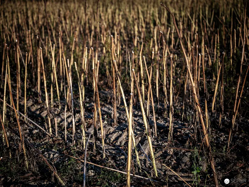 Barren Field of Withered Plant Stalks in Monochromatic Landscape