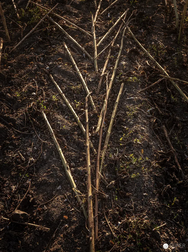 Bare Branches Emerging from Charred Woodland Floor in Monochromatic Detail