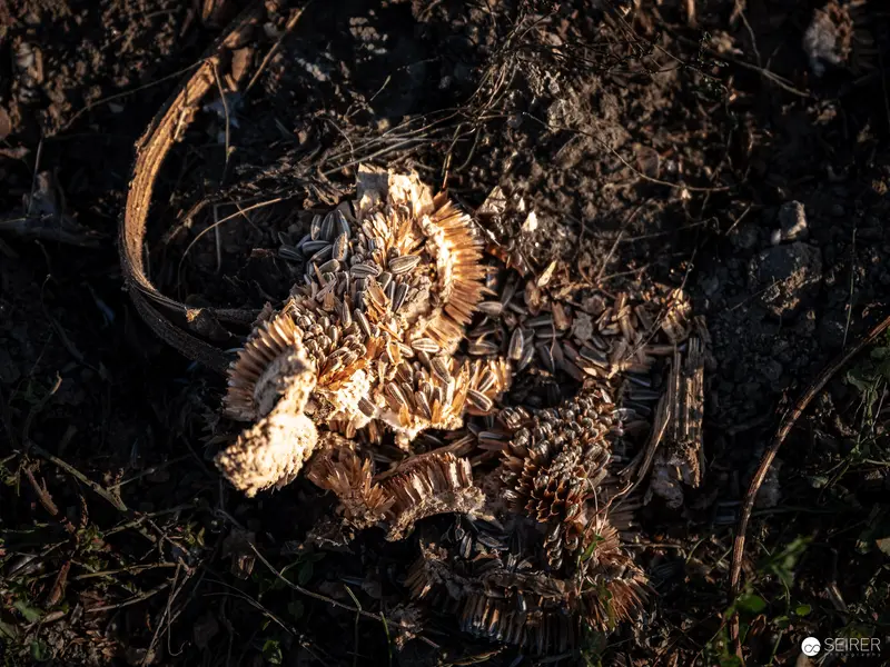 Desiccated Sunflower Head Amidst Dark Botanical Remnants