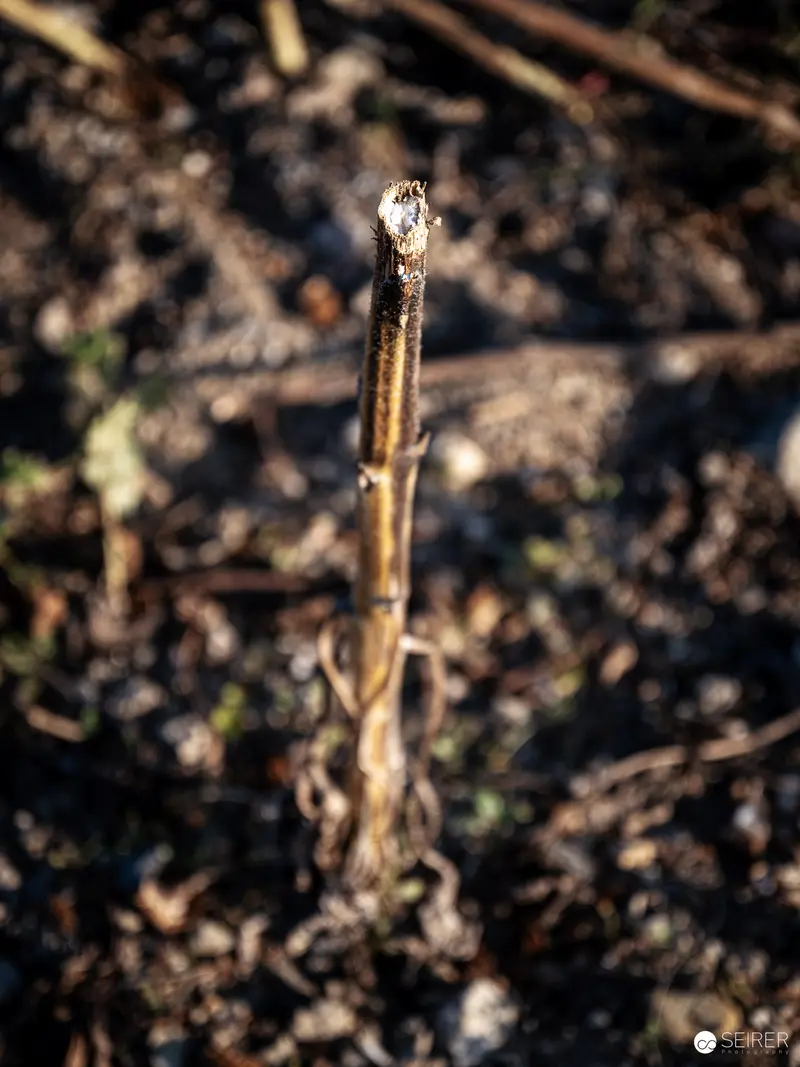 Botanical Macro Study: Emerging Plant Stem in Natural Terrain