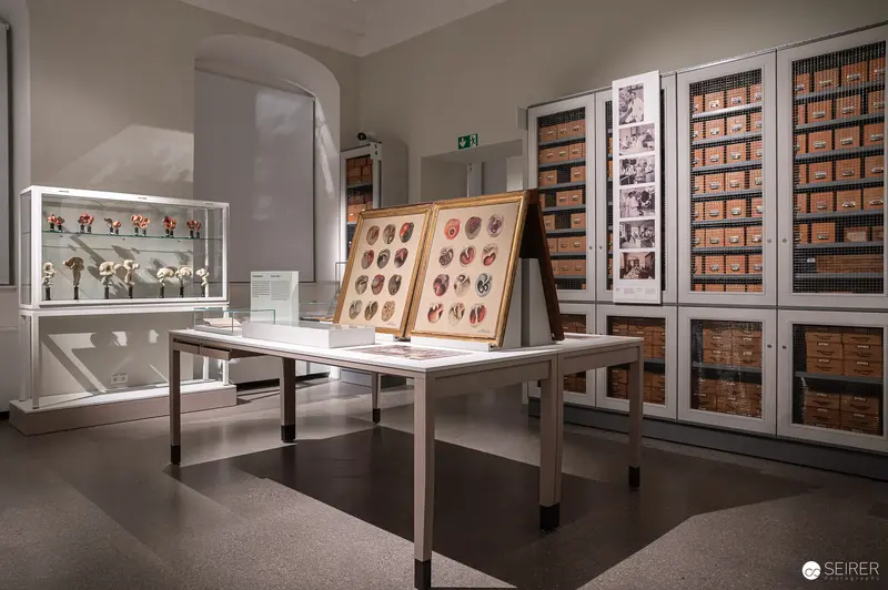 Anthropological Archive: Skull Collection and Specimen Display in Museum Storage