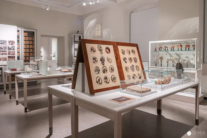 Museum Exhibition of Anatomical Drawings and Scientific Specimens in Glass Cases