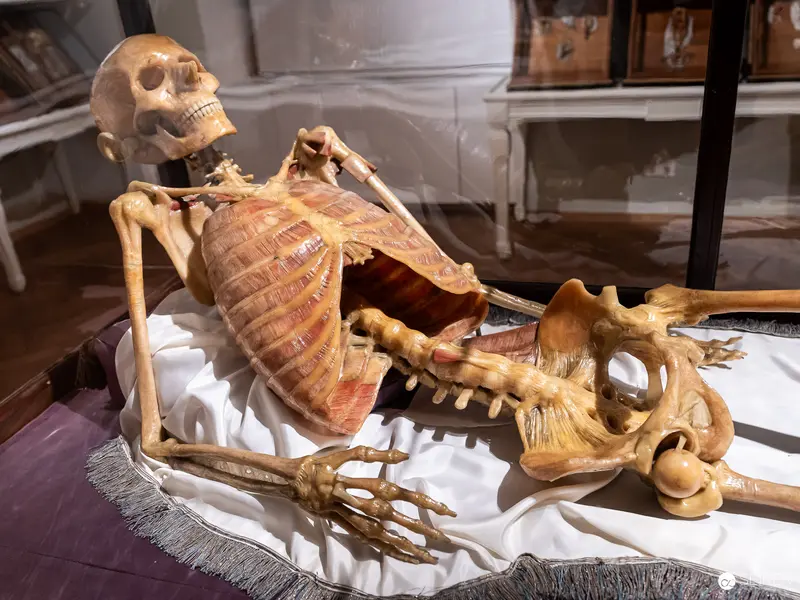 Anatomical Skeletal Specimen Displayed on Fringed Textile in Museum Setting