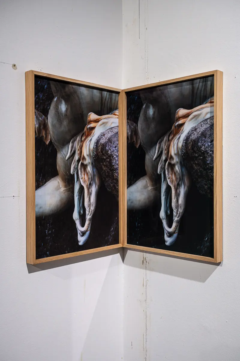 Diptych of Textured Anatomical Fragment in Wooden Frame at Gallery Wall