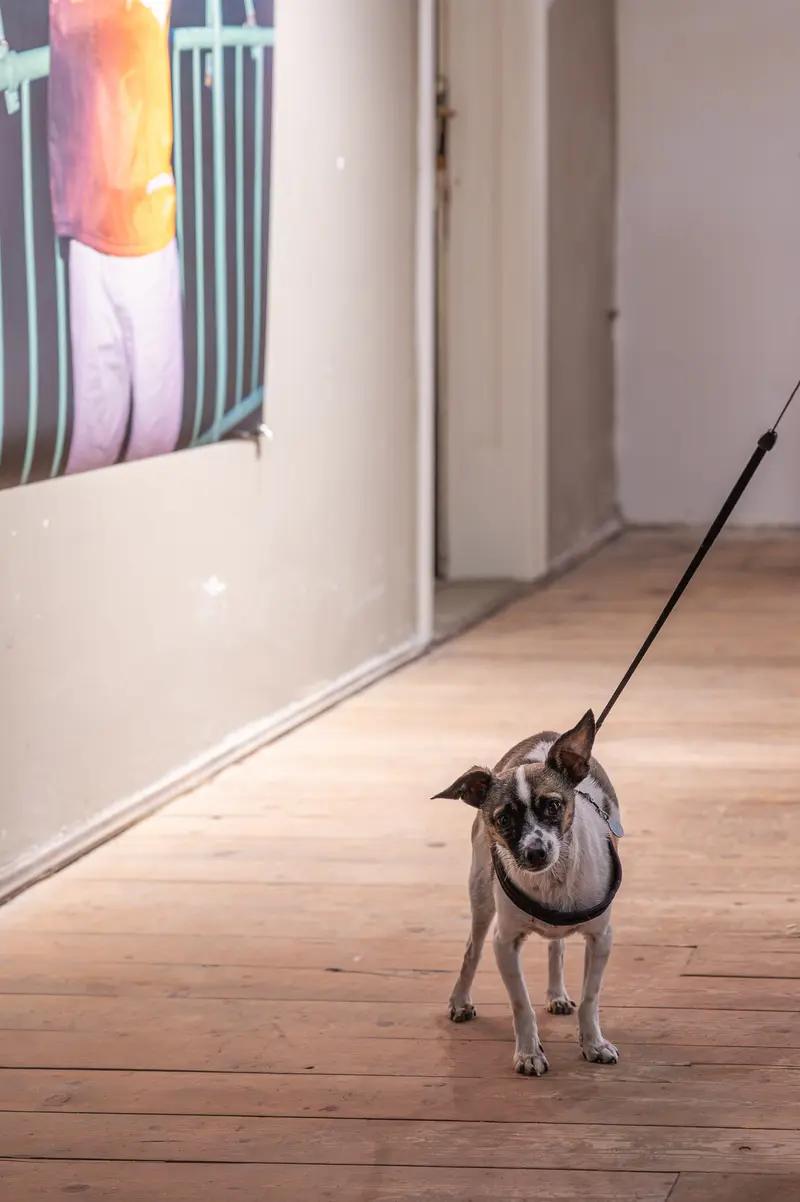 Small Dog on Leash in Minimalist Interior with Colorful Wall Art