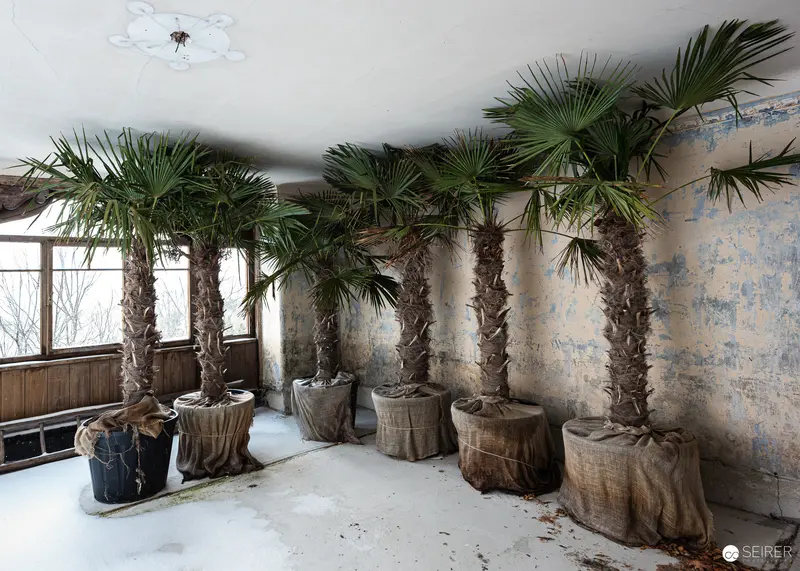 Potted palm trees overwintering in a derelict room at Südbahnhotel Semmering