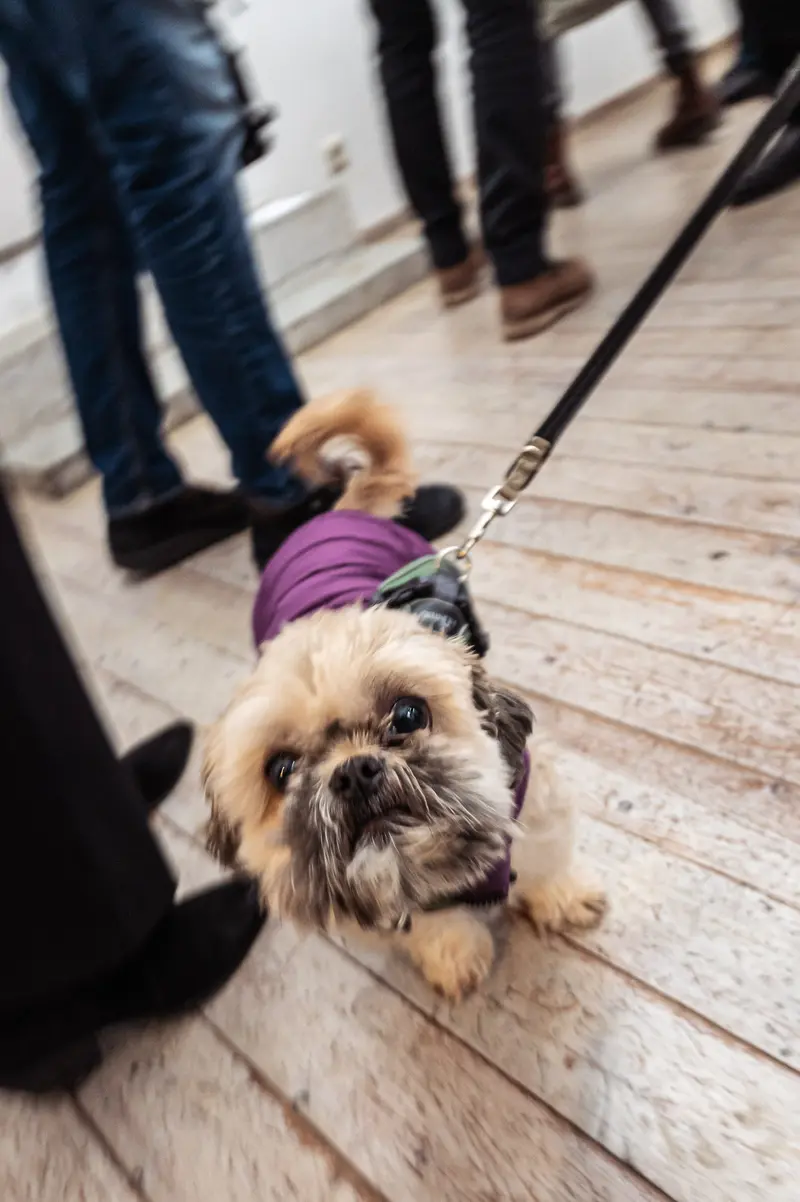 Shih Tzu in Purple Sweater on Wooden Floor at Indoor Event