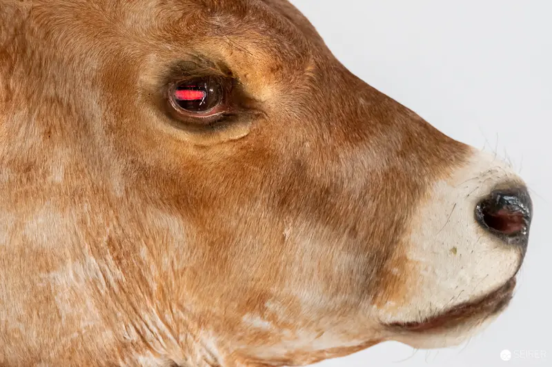 Close-Up of Dairy Cow's Face Showing Reddish Eye and Fur Texture