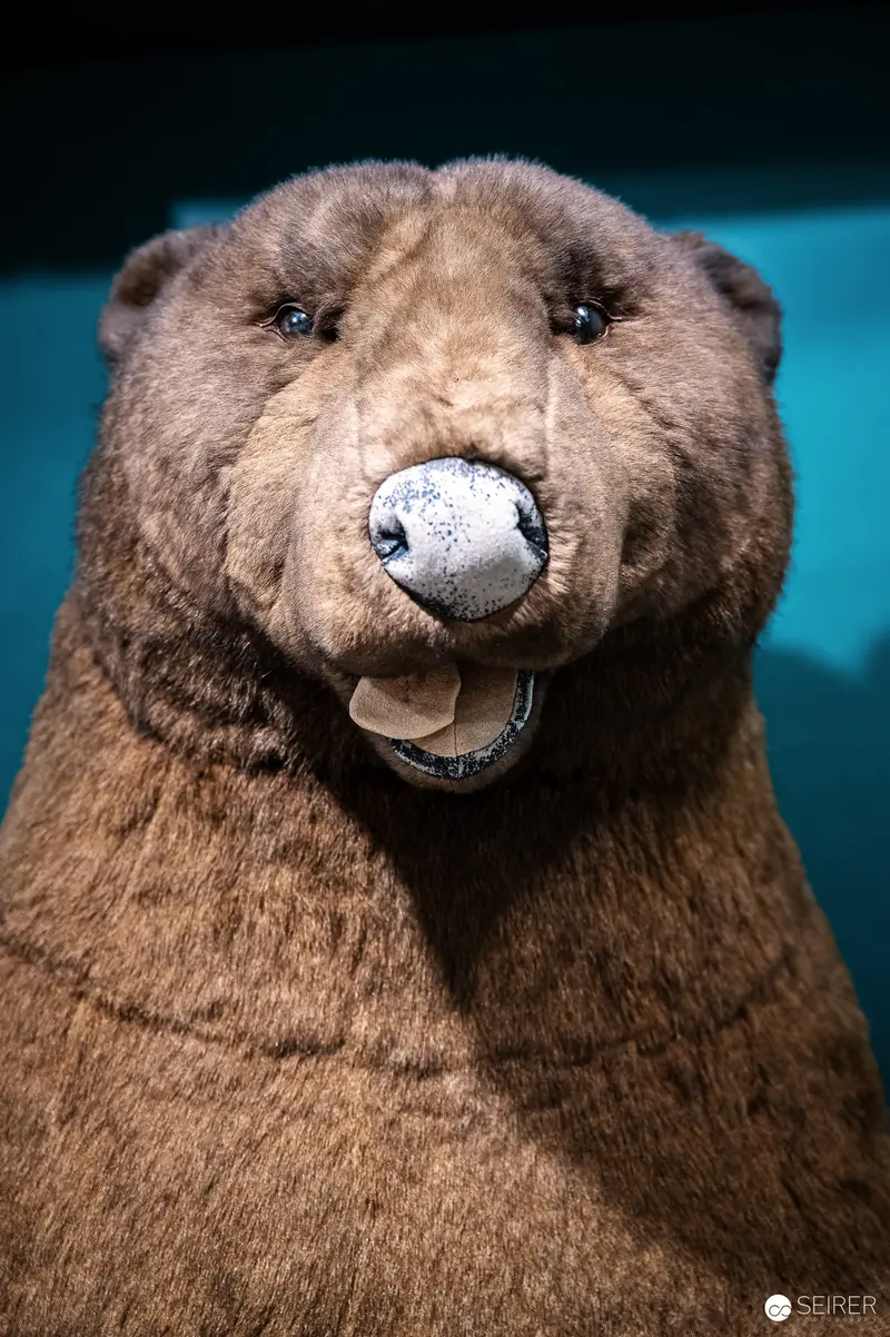 Comical Taxidermy Bear with Tongue Out from Prater Museum Collection
