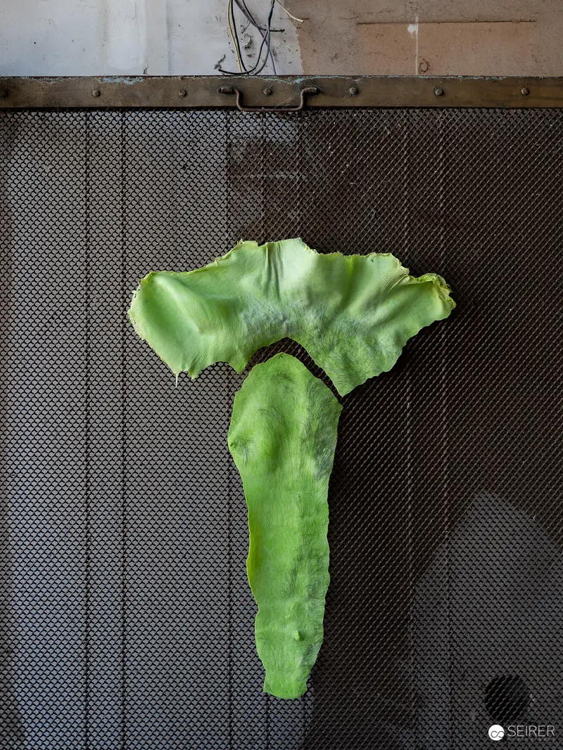 Green Botanical Fragment on Textured Surface from Felix Reutzel Exhibition