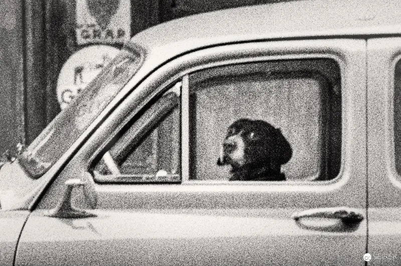 Elliott Erwitt Black and White Photograph of Dog in Car Window