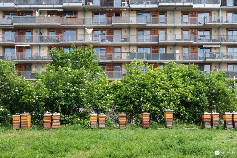 Urban Beekeeping Initiative Among Residential Development and Green Space
