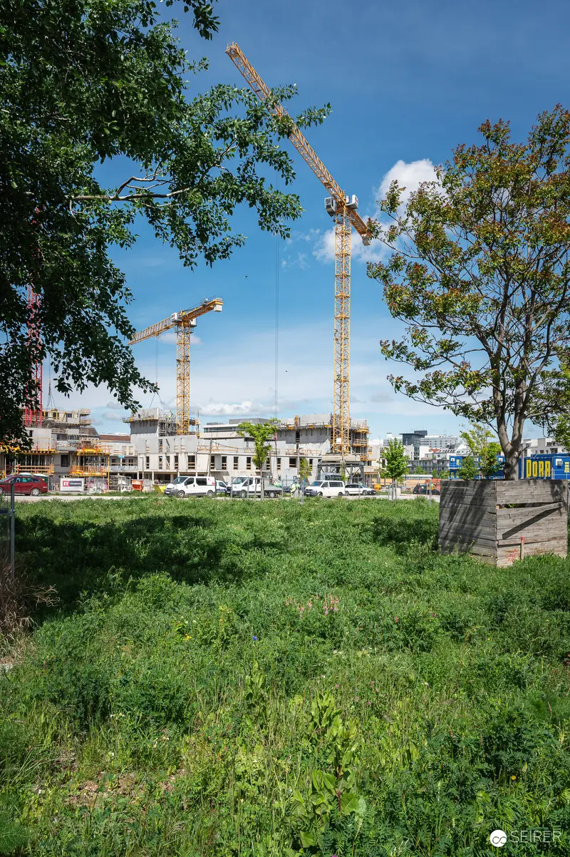 Urban Construction Site with Dual Cranes and Green Foreground