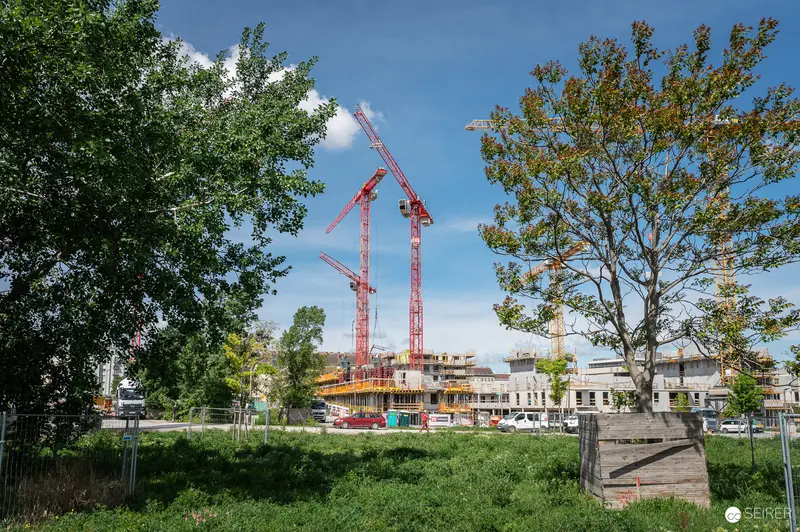 Construction Site Development with Red Tower Cranes and Urban Trees