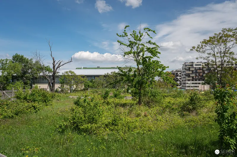 Overgrown Vacant Lot with Modern Apartment Building Under Construction