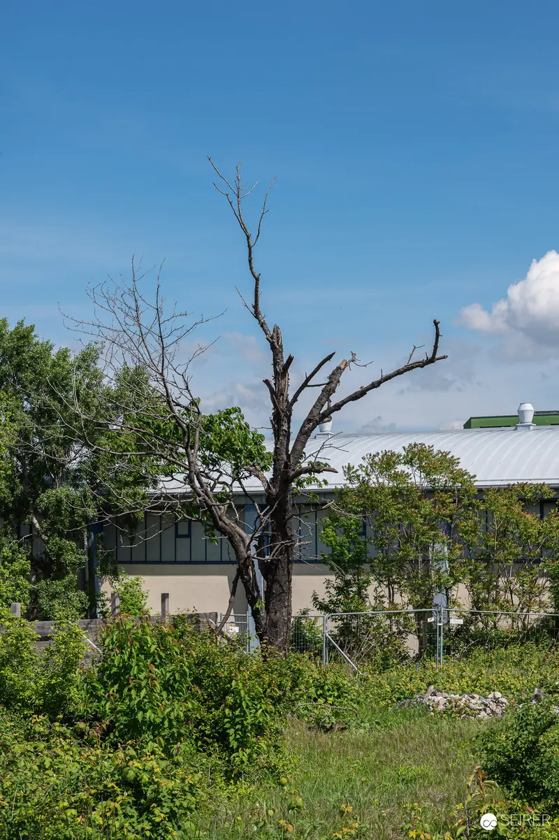 Dead Tree Among Green Vegetation at Construction Site Development Project