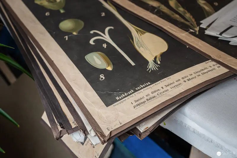 Botanical Illustration of Seeds and Plant Specimens on Vintage Reference Chart