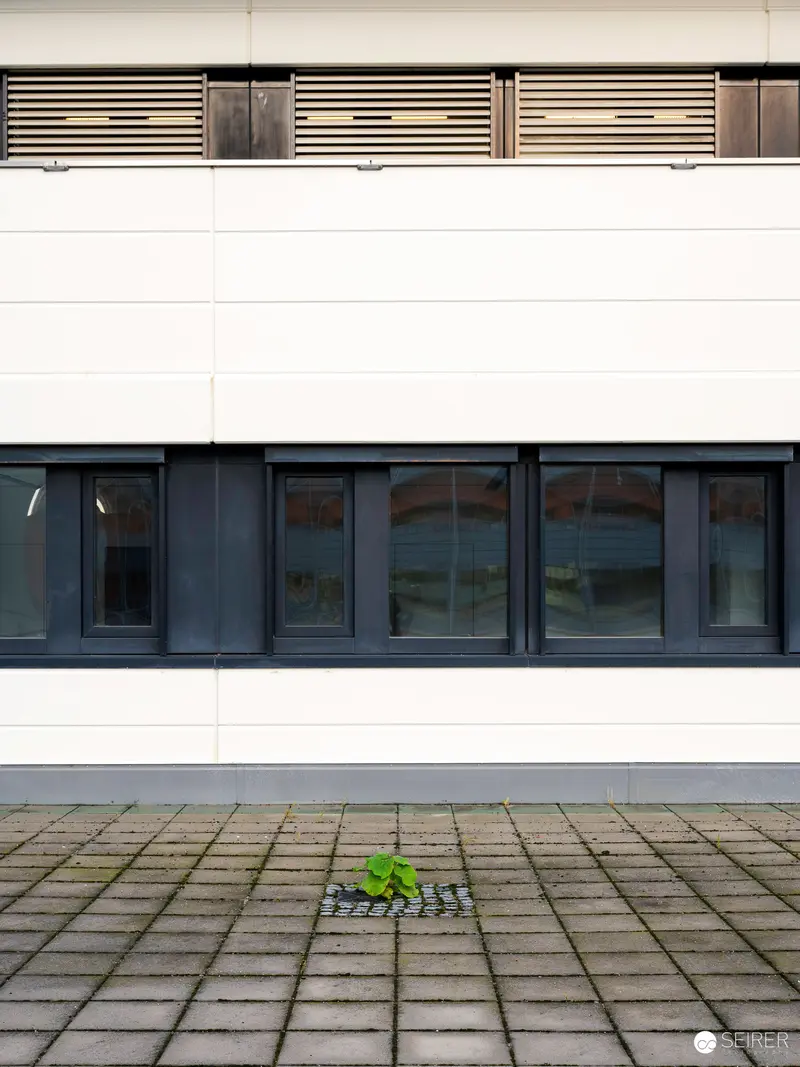 Lone Green Plant Amid Geometric Urban Architecture
