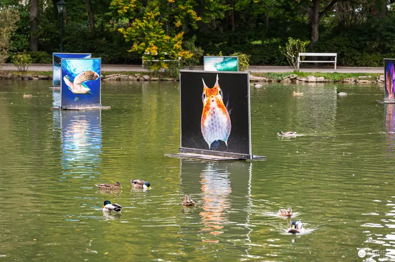 Fish Photography Exhibition Displayed on Water in Scenic Outdoor Setting
