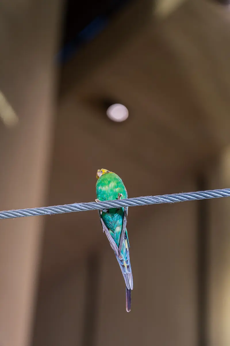 Green and Blue Parakeet Sculpture 'Hansi' at Wien Museum Restaurationstage 2024