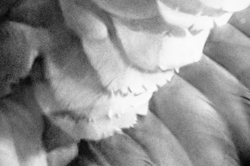 Blurred Black and White Abstract Organic Forms in Monochromatic Texture