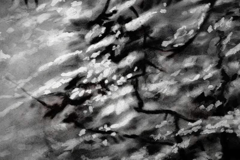 Abstract Black and White Nature Study with Organic Textural Patterns