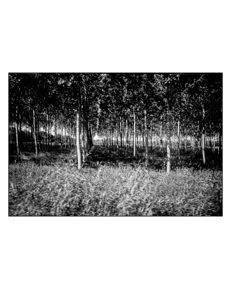 Poplar Plantation in Black and White Along the Villach–Grado Cycle Route, 2024