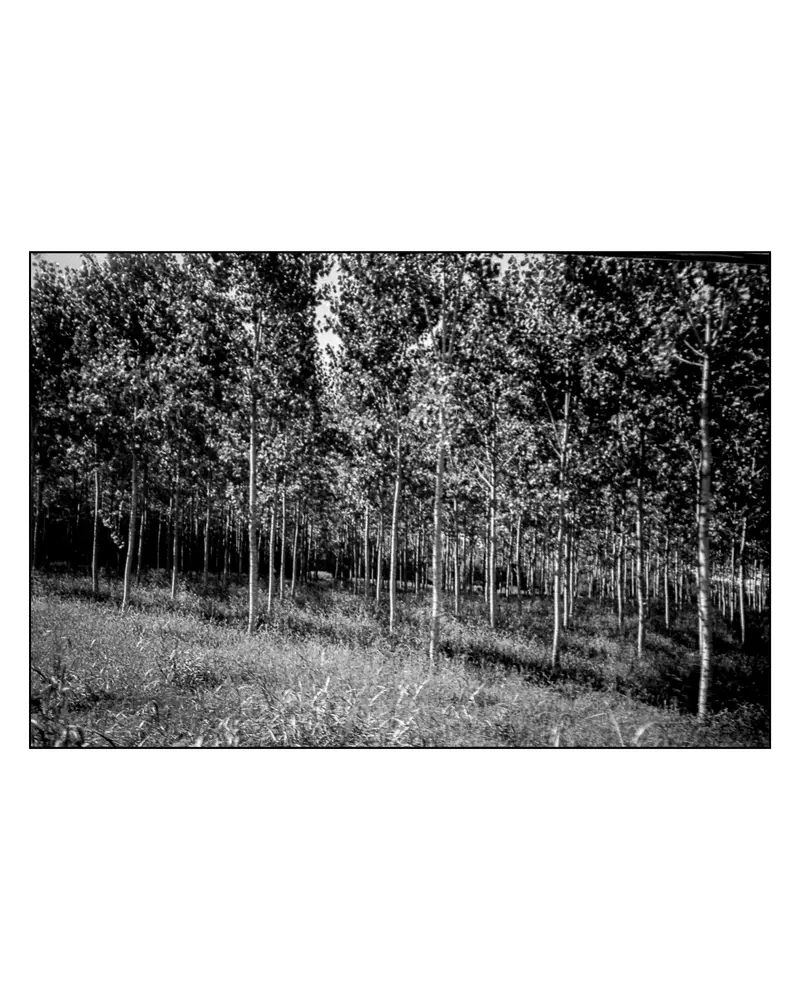 Poplar Plantation in Black and White Along the Villach–Grado Cycling Route, 2024