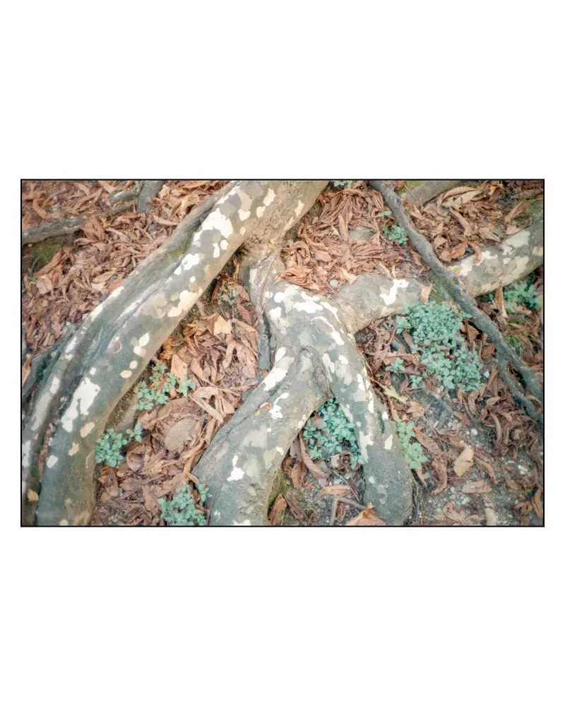 Exposed plane tree roots and fallen leaves, Villach–Grado trip, 2023