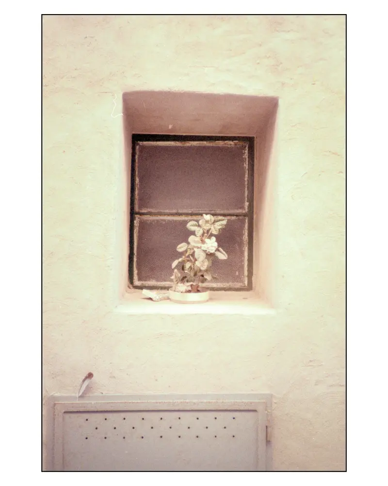 Potted plant in recessed window of pale stucco wall, Grado, Italy