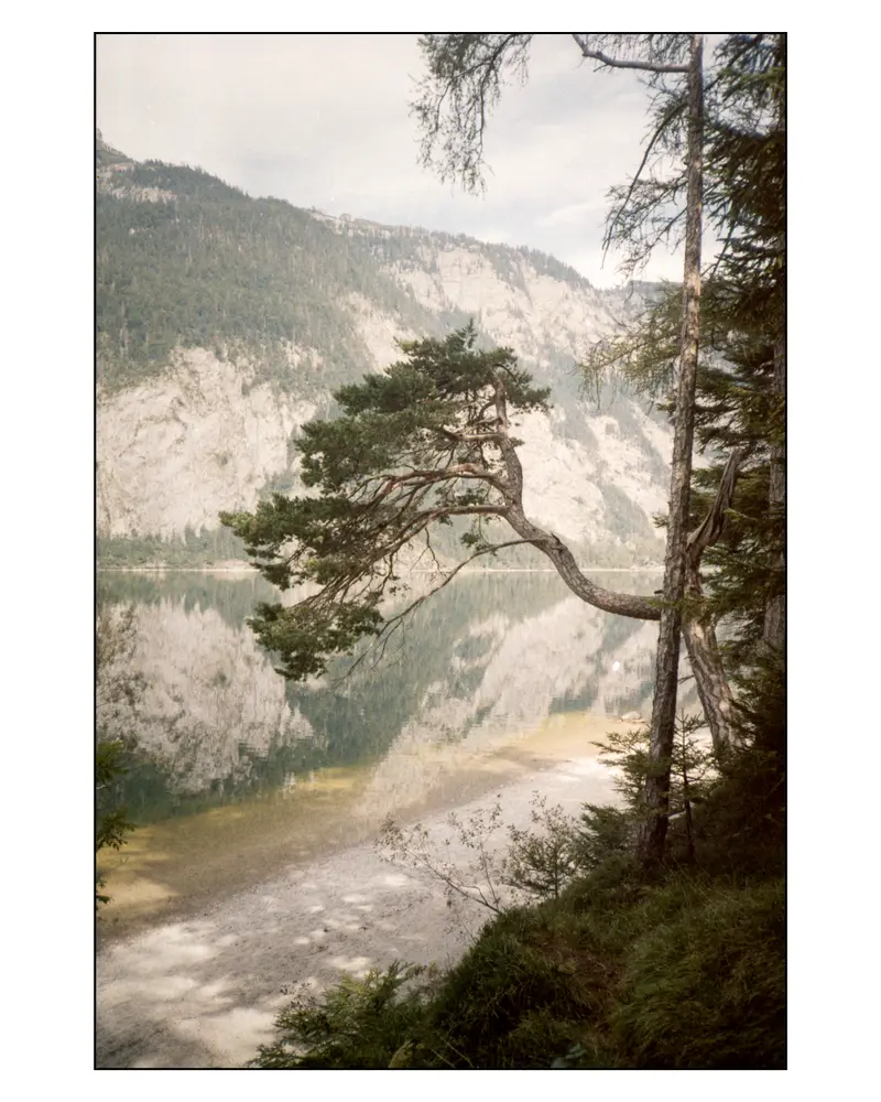 Pine leaning over clear alpine lake below limestone cliffs, Austria, 2023