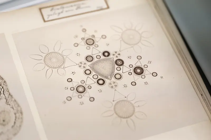 Vintage Scientific Illustration of Microscopic Organisms and Geometric Patterns