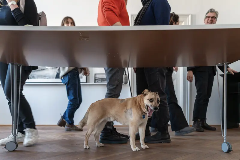 Dog in Office Meeting: Valie Export and Felix Hoffmann Conversation