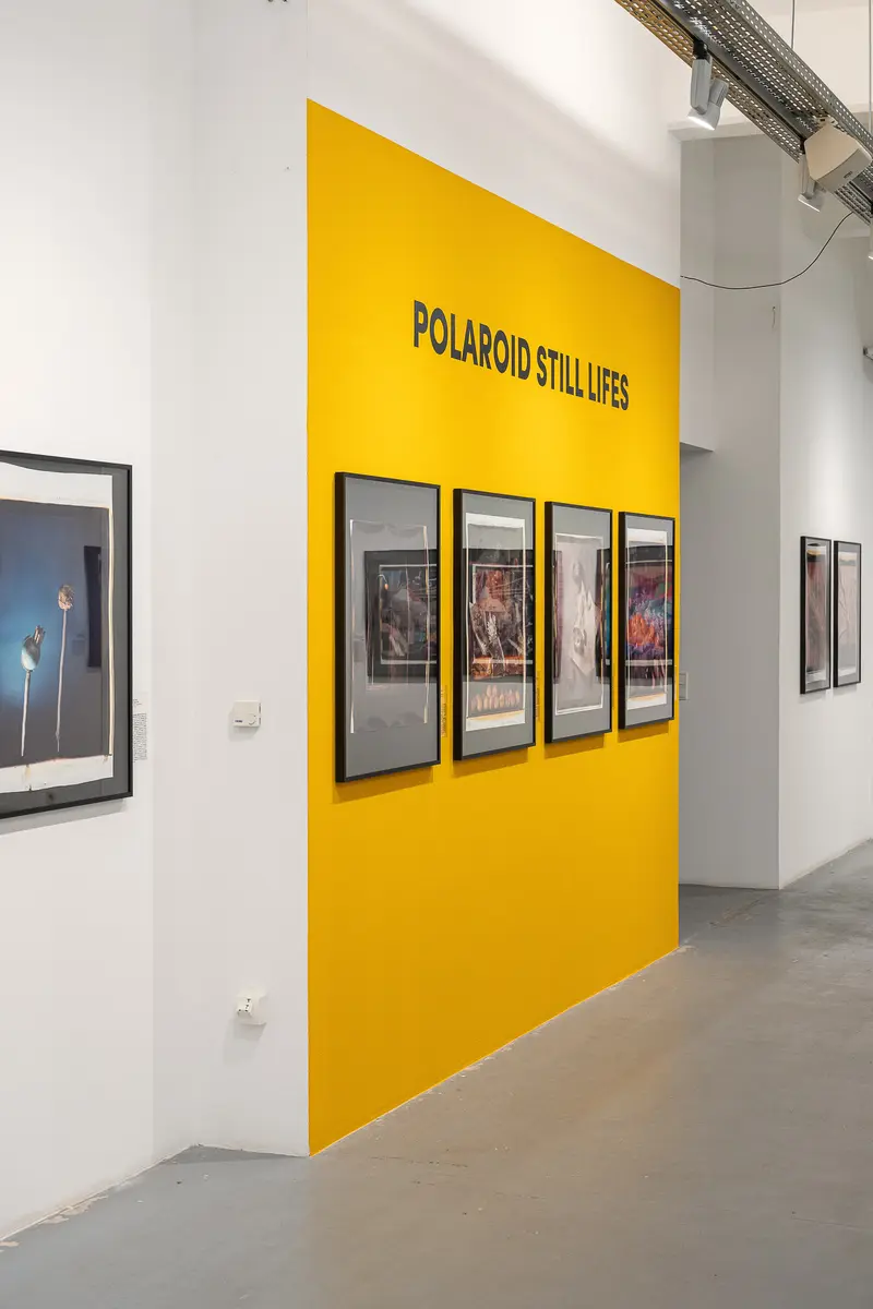 Polaroid Stillives Exhibition: Yellow Gallery Wall with Framed Photography Series