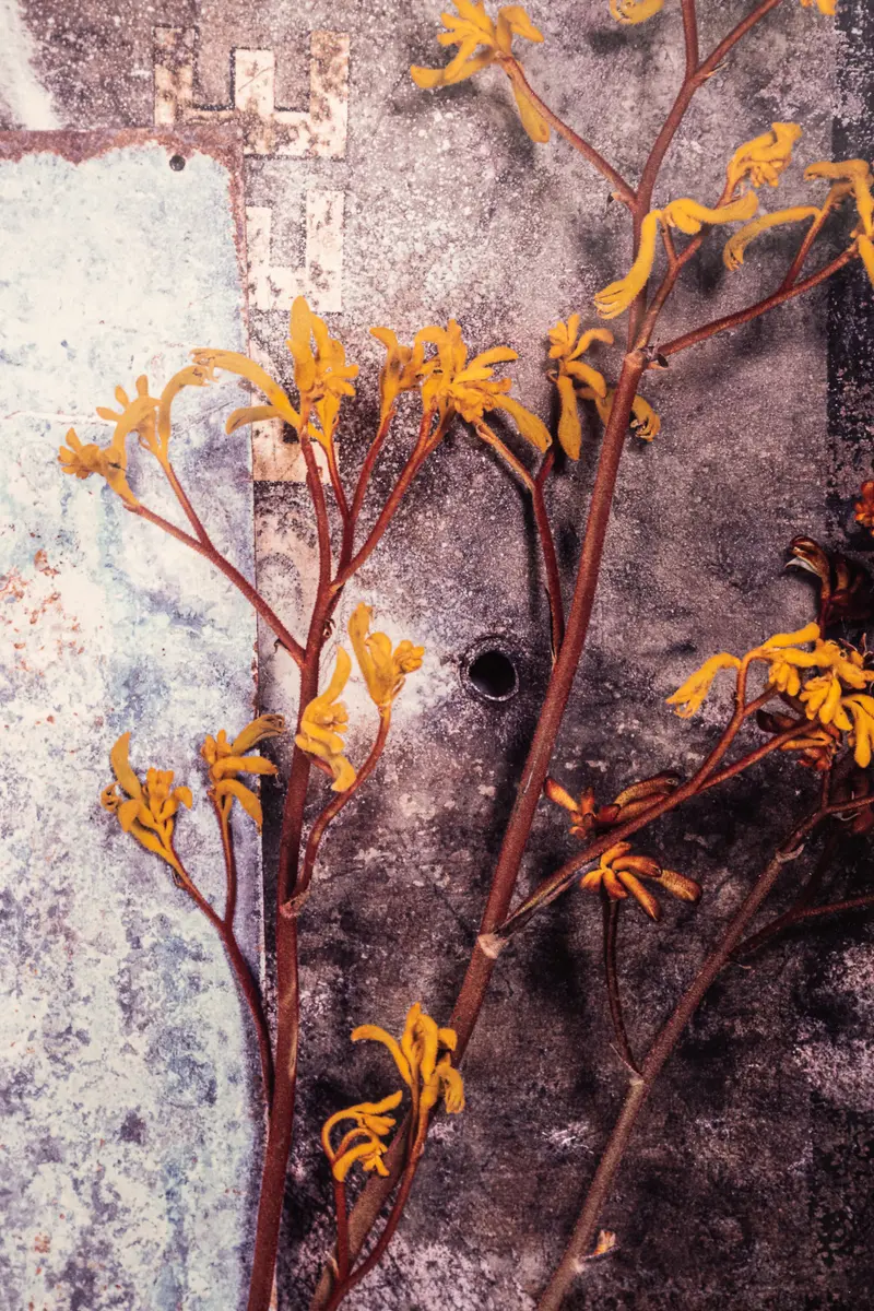 Golden Yellow Kangaroo Paw Plant Against Textured Stone Background