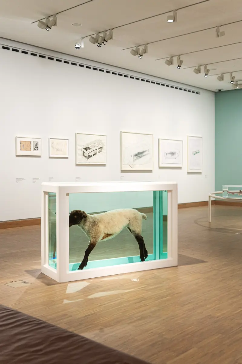 Contemporary Art Gallery Installation with Preserved Animal Specimen in Glass Tank