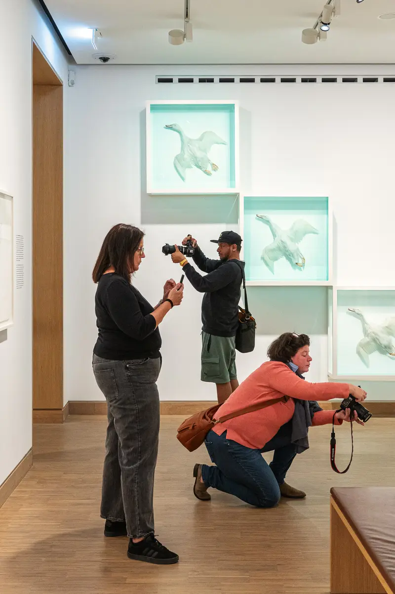 Museum Visitors Photographing Marine Animal Artwork in Gallery Exhibition