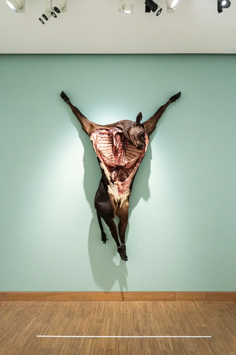 Anatomical Sculpture of Skinned Animal Body Suspended on Mint Green Wall